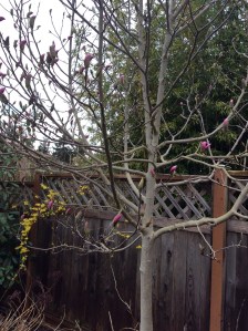 Forsythia  & Magnolia about to flower
